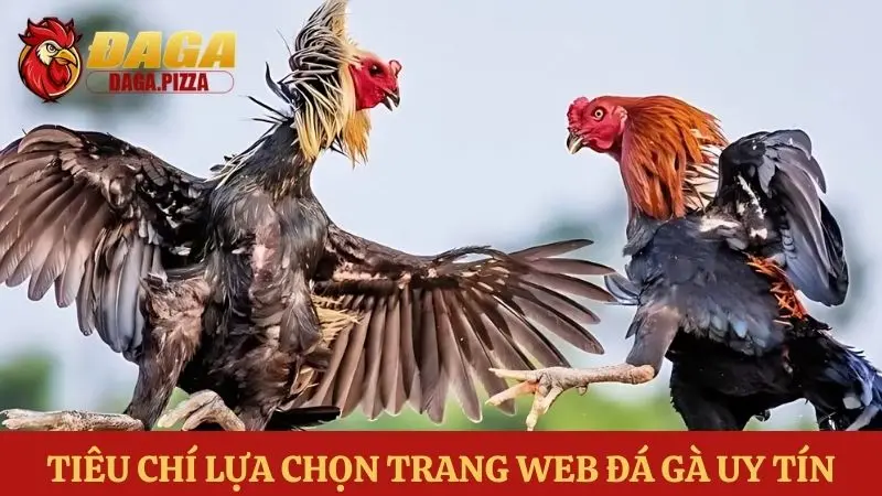 Cập nhật top các trang web đá gà uy tín nhất hiện nay Các trang web đá gà uy tín