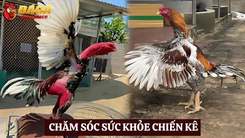 Cách chăm sóc chiến kê đá gà của những sư kê hàng đầu Cách chăm sóc chiến kê đá gà khỏe mạnh