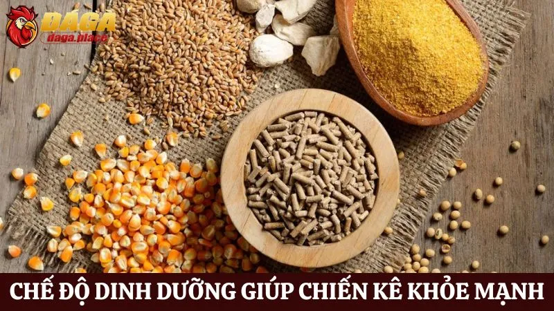 Cách chăm sóc chiến kê đá gà của những sư kê hàng đầu Cách chăm sóc chiến kê đá gà qua chế độ dinh dưỡng