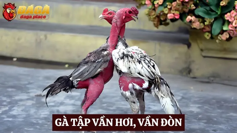 Cách chăm sóc chiến kê đá gà của những sư kê hàng đầu Cách chăm sóc chiến kê đá gà