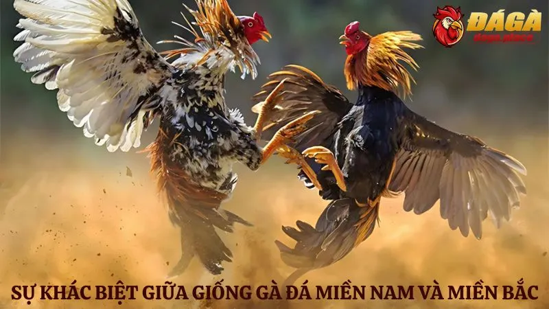 Đá gà miền Nam và miền Bắc: Sự khác biệt của hai miền là gì? Đá gà miền Nam và miền Bắc: Sự khác biệt về giống gà