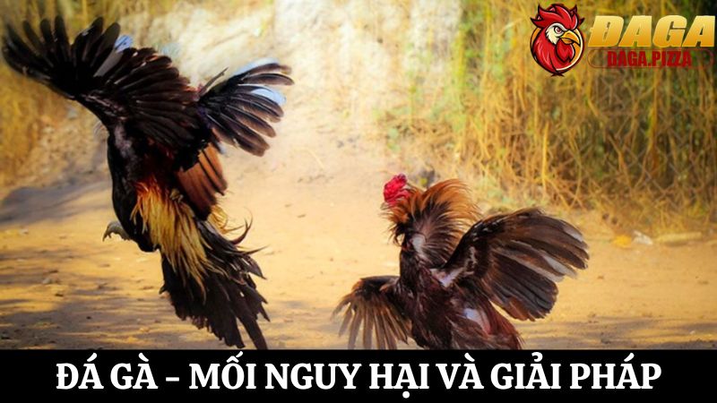 Đá gà – Mối nguy hại và giải pháp giải quyết hiệu quả Đá gà – Mối nguy hại và giải pháp khắc phục