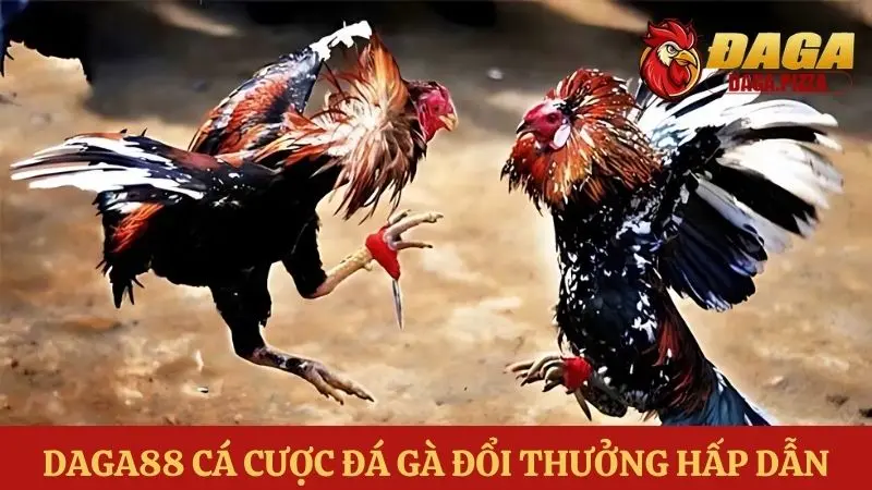 Cập nhật top các trang web đá gà uy tín nhất hiện nay Các trang web đá gà uy tín - Daga88