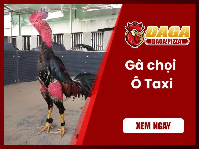 Những chiến kê nổi tiếng trong lịch sử đá gà Việt Nam những chiến kê nổi tiếng trong lịch sử đá gà - Gà chọi Ô Taxi