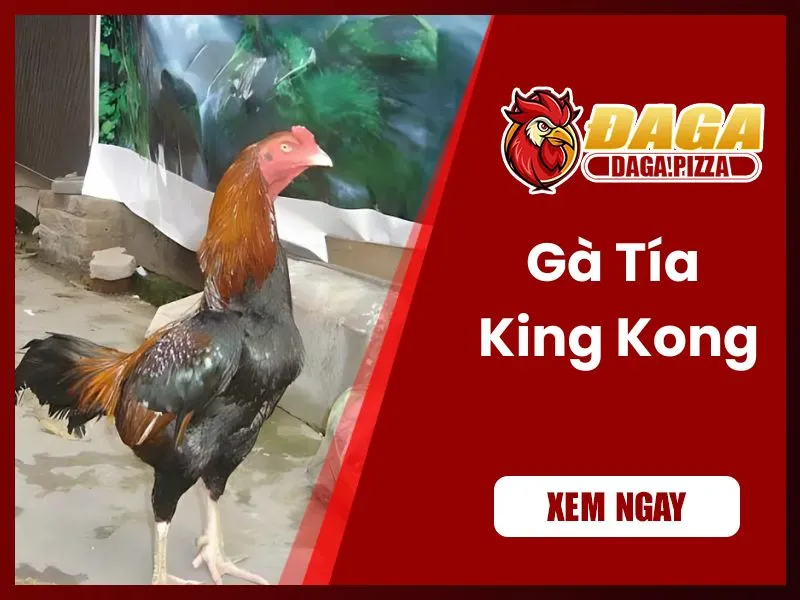 Những chiến kê nổi tiếng trong lịch sử đá gà Việt Nam những chiến kê nổi tiếng trong lịch sử đá gà - Tía King Kong