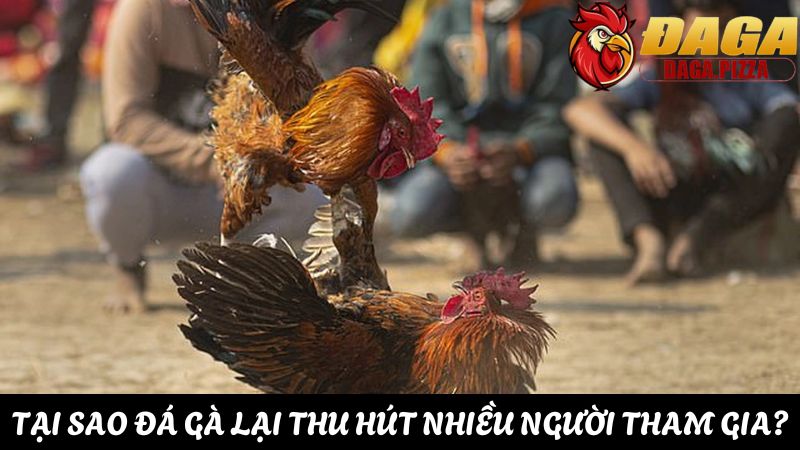 Giải đáp: “Tại sao đá gà lại thu hút nhiều người tham gia?” Tại sao đá gà lại thu hút nhiều người tham gia
