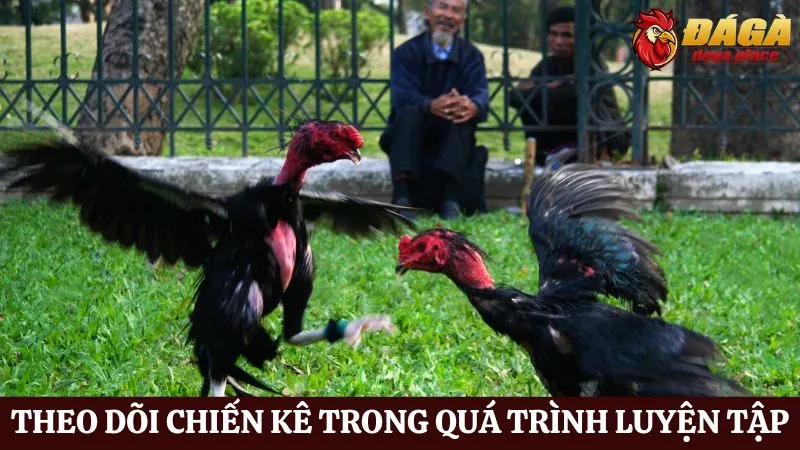 Những bí quyết huấn luyện gà đá hay sư kê mới nên biết Những bí quyết huấn luyện gà đá có kế hoạch