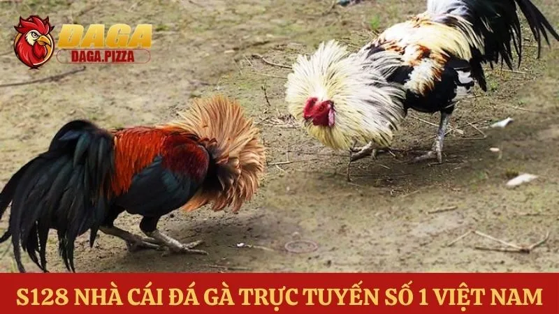 Cập nhật top các trang web đá gà uy tín nhất hiện nay Các trang web đá gà uy tín - S128