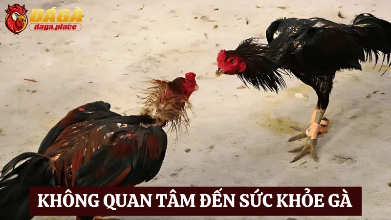 Những sai lầm thường gặp khi nuôi gà đá bạn nên biết Một trong những sai lầm thường gặp khi nuôi gà đá là không quan tâm sức khỏe gà