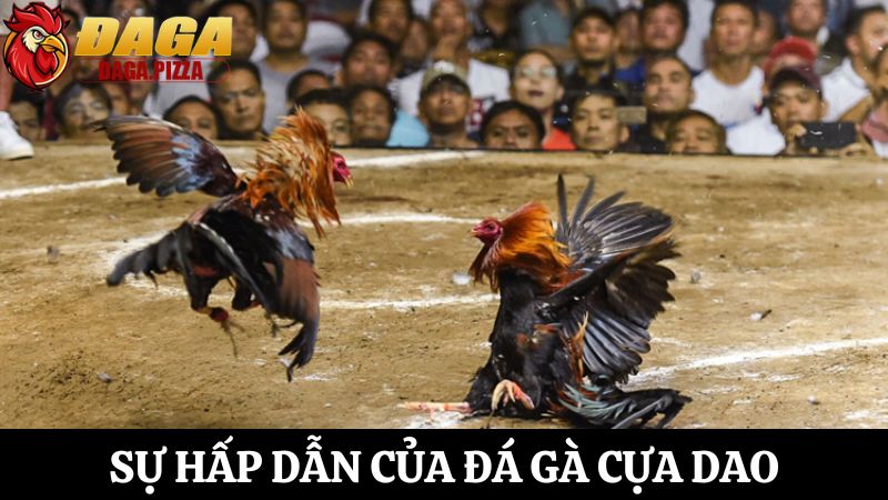 Đá gà cựa dao: Sự nguy hiểm và hấp dẫn chưa ai biết Đá gà cựa dao: Sự nguy hiểm và hấp dẫn ít ai biết