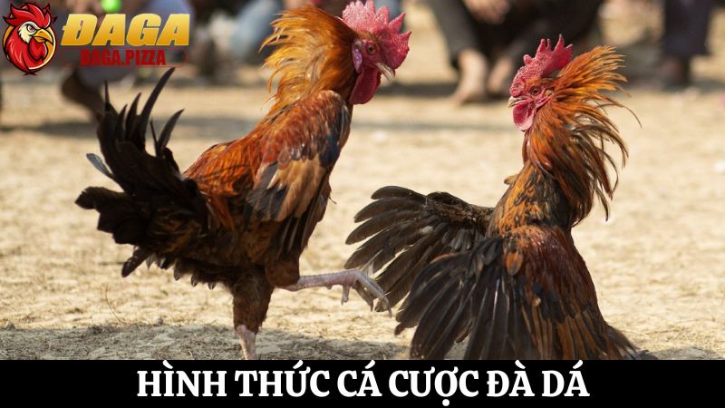 Đá gà – Mối nguy hại và giải pháp giải quyết hiệu quả Đá gà – Mối nguy hại và giải pháp