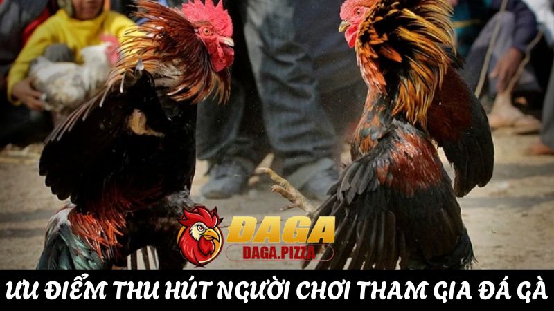 Giải đáp: “Tại sao đá gà lại thu hút nhiều người tham gia?” câu hỏi Tại sao đá gà lại thu hút nhiều người tham gia