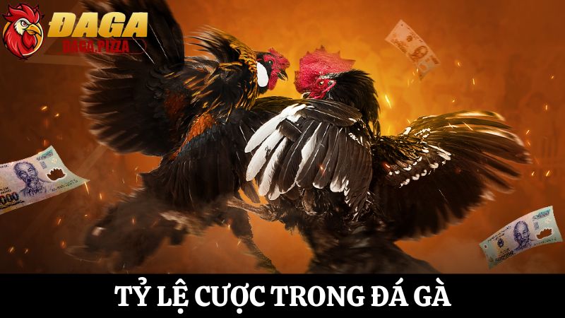 Cập nhật tỷ lệ cược trong đá gà online chi tiết cho tân thủ tỷ lệ cược trong đá gà