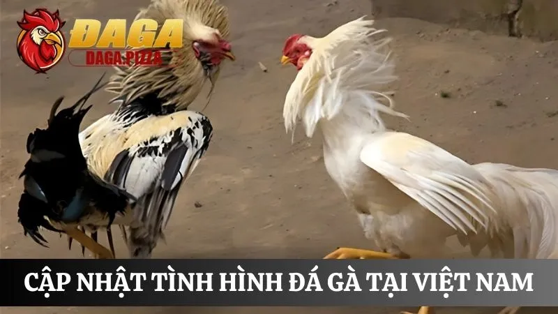 Tính pháp lý của đá gà ở Việt Nam cập nhật mới năm 2025 Cập nhật Tính pháp lý của đá gà ở Việt Nam