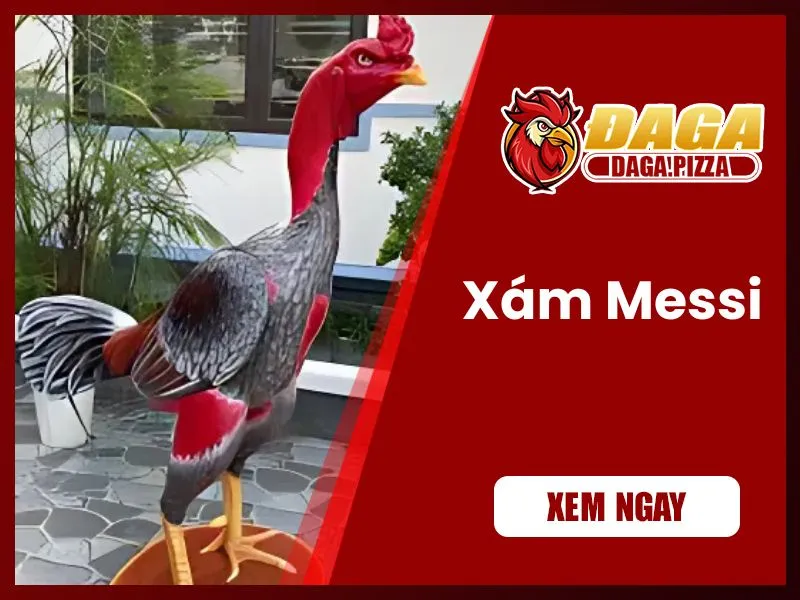 Những chiến kê nổi tiếng trong lịch sử đá gà Việt Nam những chiến kê nổi tiếng trong lịch sử đá gà - Xám Messi