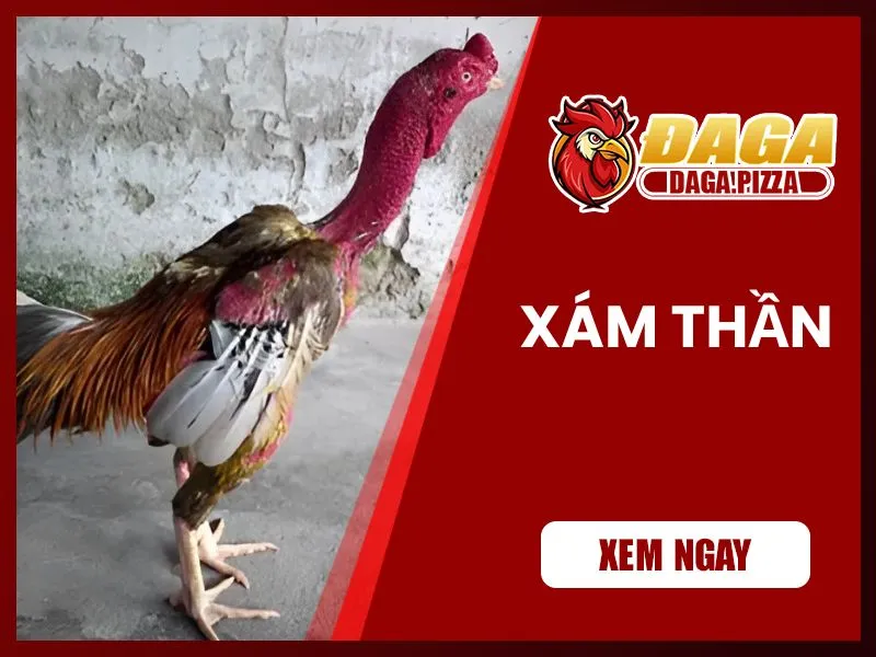 Những chiến kê nổi tiếng trong lịch sử đá gà Việt Nam những chiến kê nổi tiếng trong lịch sử đá gà