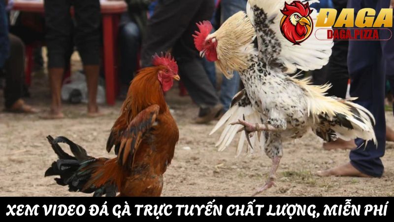 Giải đáp: “Tại sao đá gà lại thu hút nhiều người tham gia?” thắc mắc Tại sao đá gà lại thu hút nhiều người tham gia